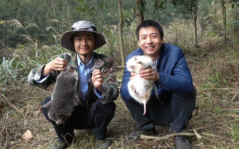 The Huanong Brothers holding up farmed bamboo rats. Source: Sohu